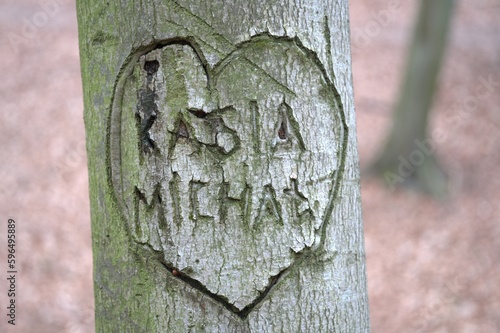 Serce symbol na drzewie