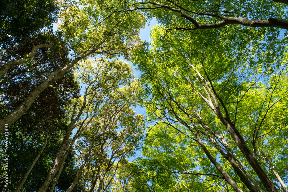 Fototapeta premium 青空からそそぐ木漏れ日