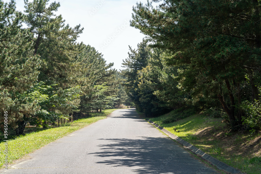 Obraz premium 新緑と道