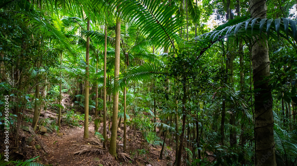 path leading across beautiful unique lush rainforest in D'Aguilar National Park, Brisbane, Quensland, Australia path leading across beautiful unique lush rainforest in D'Aguilar National Park, Brisbane, Quensland, Australia
