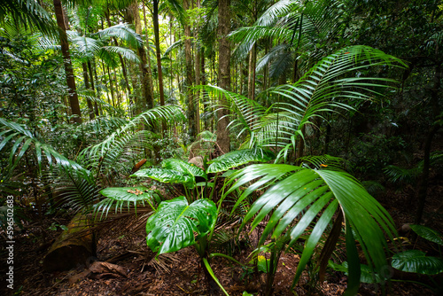 Close up on unique plants growing in australian rainforest  D Aguilar National Park  Maiala trail  near Brisbane  Queensland  Australia  Alocasia brisbanensis