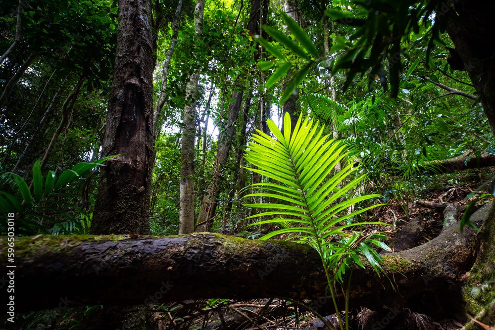 Fototapeta premium Close up on unique plants (palms) growing in australian rainforest; D'Aguilar National Park (Maiala trail) near Brisbane, Queensland, Australia