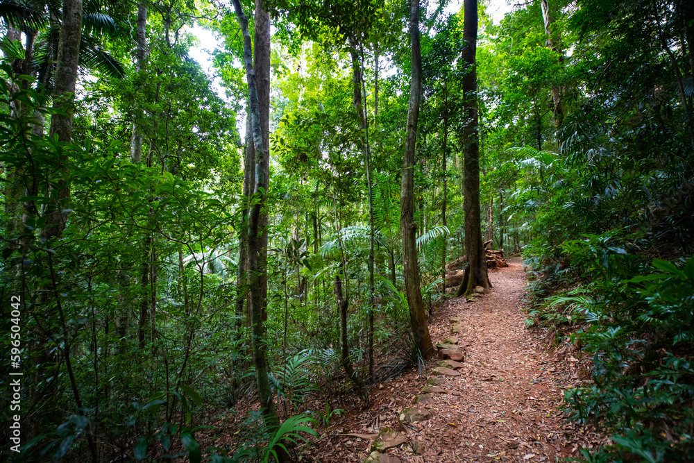 Beautiful unique lush rainforest in D'Aguilar National Park, palms in rainforest. Brisbane, Quensland, Australia Beautiful unique lush rainforest in D'Aguilar National Park, palms in rainforest. Brisbane, Quensland, Australia