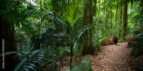 Beautiful unique lush rainforest in D'Aguilar National Park, palms in rainforest. Brisbane, Quensland, Australia