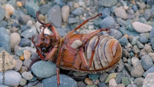 Polyphylla fullo beetle lays upside down on its back, can not stand up, flip over and moves legs in the air - macro, close up view, slow motion. Helpless, inability and stressful concept photo