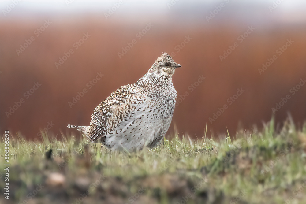 Obraz premium Female Sharp-tailed Grouse (Tympanuchus phasianellus) on the lek. Breeding displays from the males of this species will continue through the early spring months until mating occurs