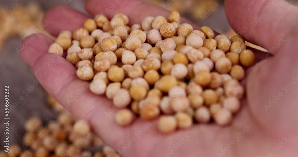 raw yellow peas scattered before cooking, Round yellow peas for cooking porridge raw yellow peas scattered before cooking, Round yellow peas for cooking porridge