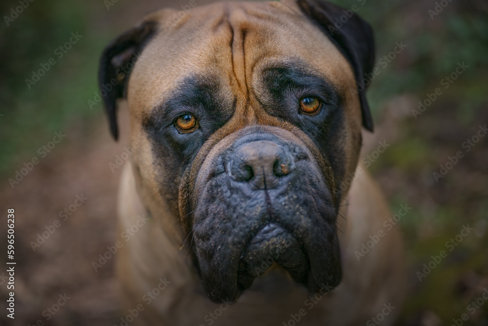 2023-04-25 A CLOSE UP OF A FAAWN COLORED BULLMASTIFF LOOKING UP WITH SAD EYES AND A BLURRY BACKGROUND ON MERCER ISLAND WASHINGTON