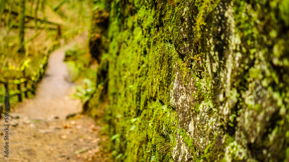 Mossy Rock in the forest Mossy Rock in the forest