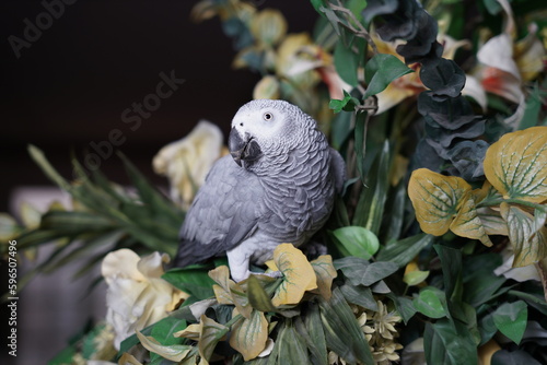 vase, cute, close up, color, colorful, tail, exotic, red, beak, portrait, pole, red feathers, red feather, gray, eating, feathers, animal, wildlife, beautiful, talking bird, white, blue, water, portra photo