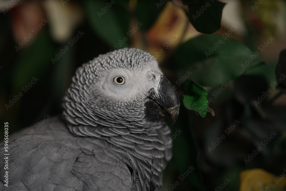 Obraz premium Close-up of a parrot with white feathers and black beak, a protected bird breeding reserve, types of parrots in the farms of the Kingdom of Saudi Arabia (Congo African grey parrot).