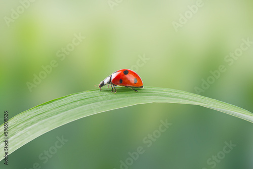 seven-spotted ladybird on green leaf background