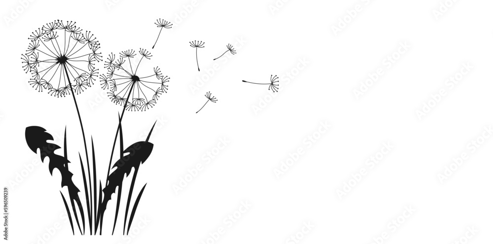 Dandelion with flying seeds ink silhouette background. Abstract flowers dandelions engraving black plants. Botany floral etching design template, advertising banner, poster or card, cover invitation