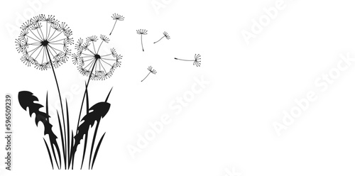 Fototapeta Naklejka Na Ścianę i Meble -  Dandelion with flying seeds ink silhouette background. Abstract flowers dandelions engraving black plants. Botany floral etching design template, advertising banner, poster or card, cover invitation