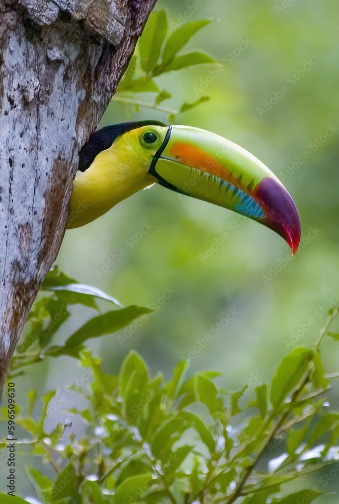 Fotografie Toucan In Nest Hole
