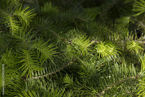 fir tree close up. Green branches of fir tree .