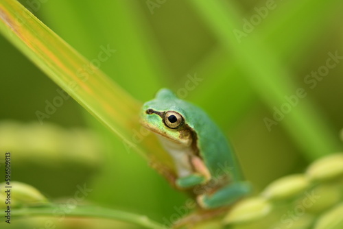 Tree frog in green grass, close up.