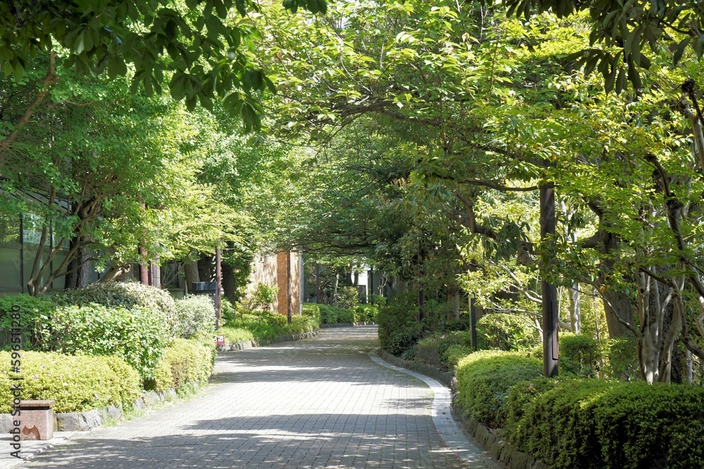 緑の散歩道 緑の散歩道