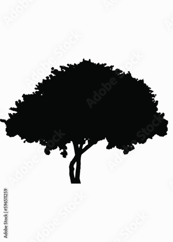 silhouett of tree