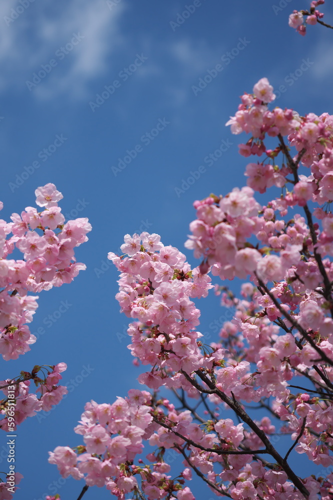 満開の桜の花びら 満開の桜の花びら