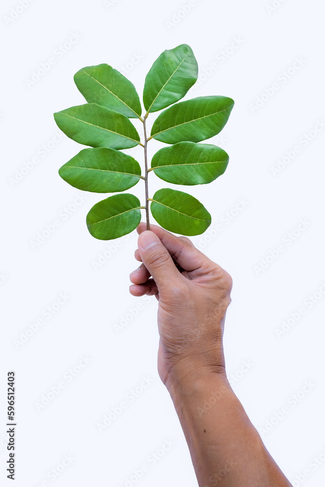 litchi sprouts and leaves in hand isolated on white background
litchi sprouts and leaves in hand isolated on white background