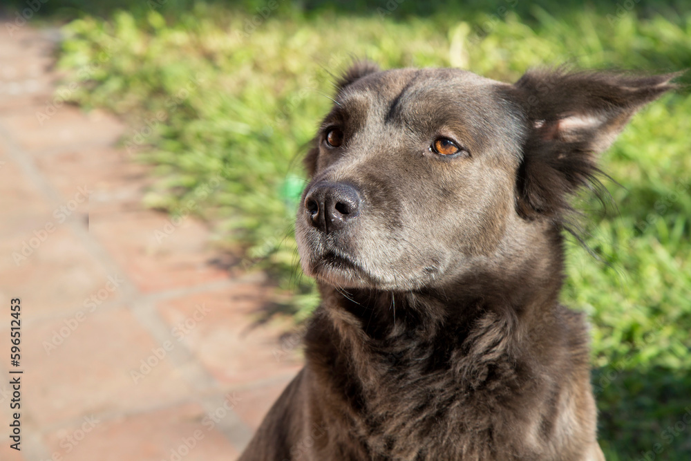 Dark brown mongrel dog on a sunny day in the park. Dark brown mongrel dog on a sunny day in the park.
