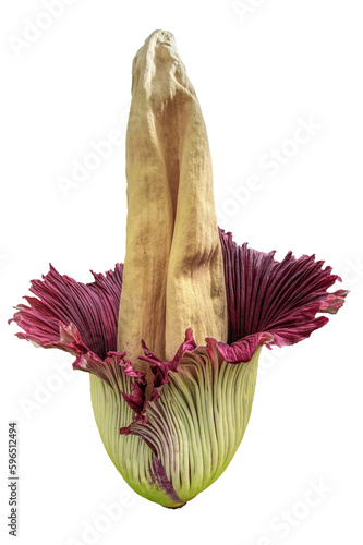 corpse flower or Amorphophallus titanum isolated white background photo