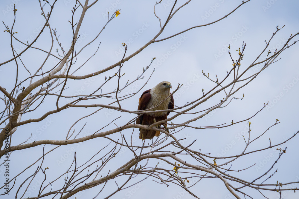 Brahminy kite or red backed sea eagle sitting on a tree branch stalking prey during Twilight hours. These medium size raptor birds mostly feed on fish. Brahminy kite or red backed sea eagle sitting on a tree branch stalking prey during Twilight hours. These medium size raptor birds mostly feed on fish.