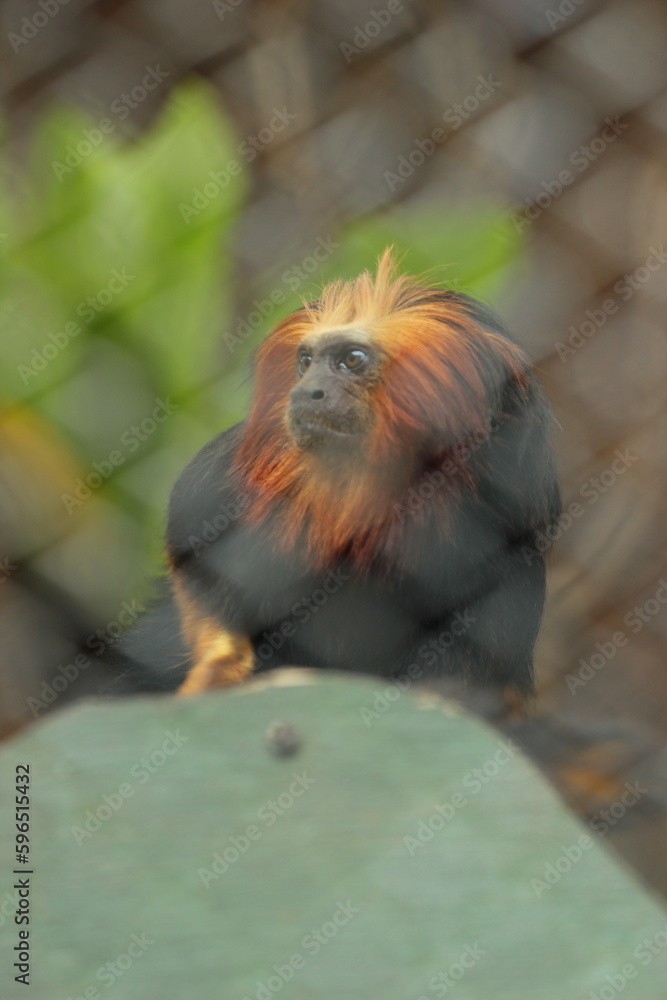 Fototapeta premium monkey, red hair monkey