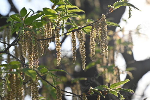 春の公園に咲いていた、クヌギの花と思われるたくさんの房状の花序