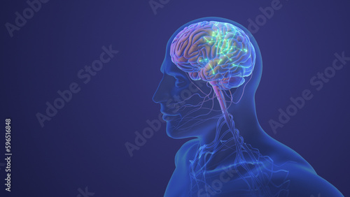 Fototapeta Naklejka Na Ścianę i Meble -  Human Central Nervous System with Brain Anatomy