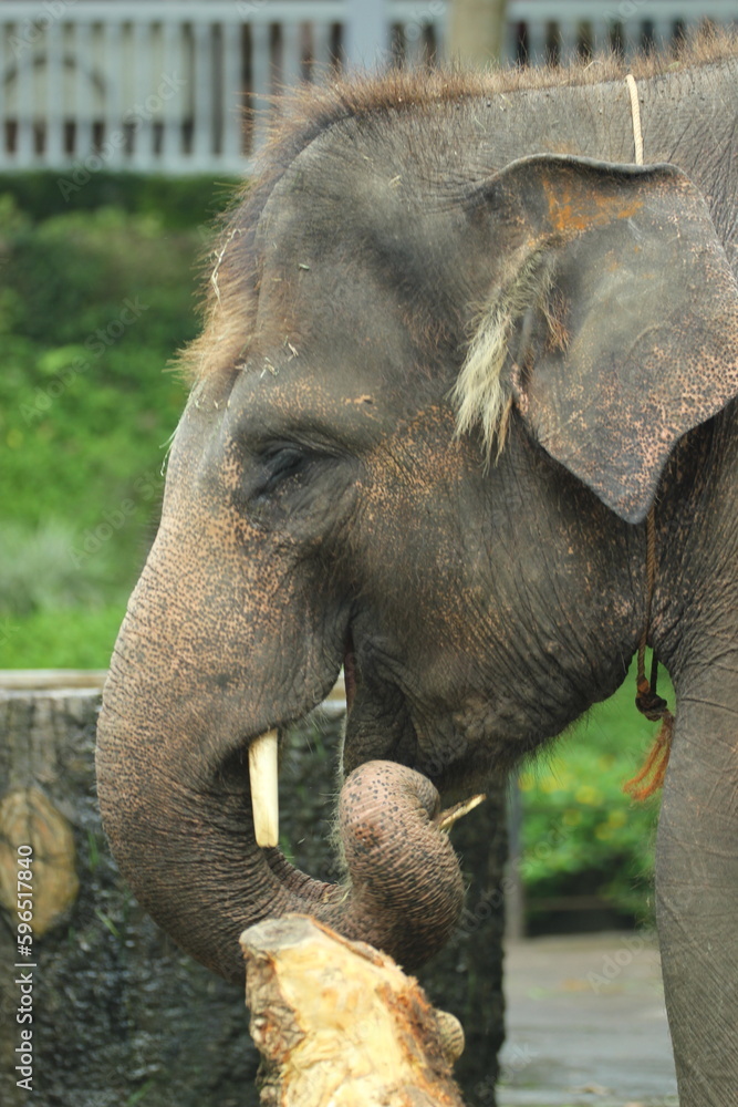 Fototapeta premium elephant, elephant calf, elephant calf face close up