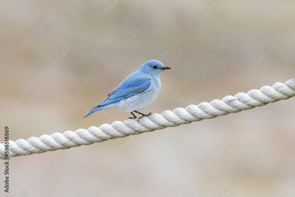 Mountain Bluebird bird