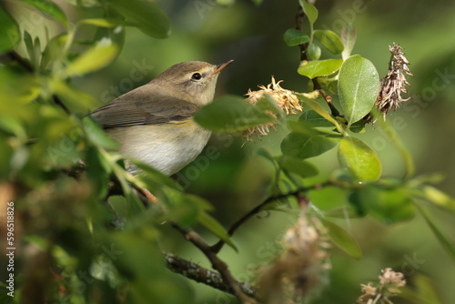 Chiff chaff.