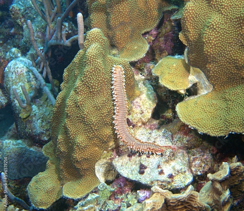 Bristleworm crawling on the reef