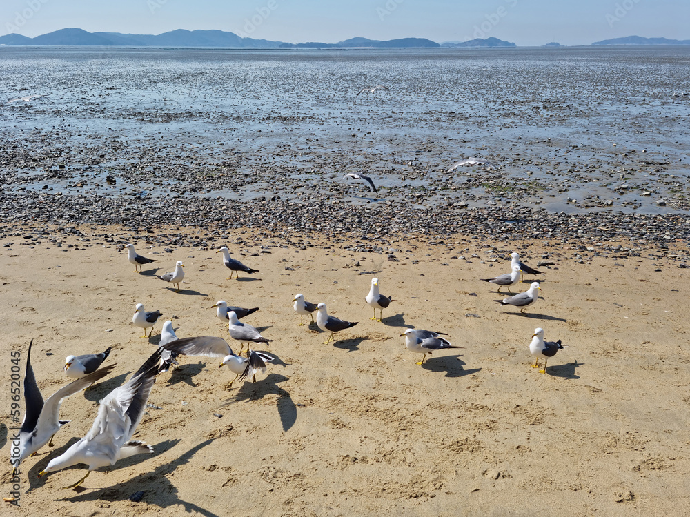 Seagulls gathering on the beach Seagulls gathering on the beach