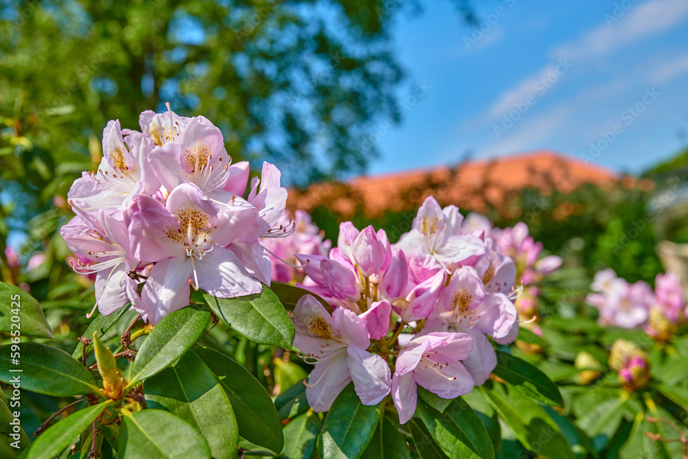 Fototapeta premium Rhododendron in my garden. A series of photos of rhododendron in garden.