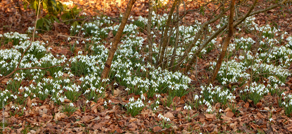 Galanthus woronowii growing in their natural habitat in a dense forest. Green snowdrop in the woods. Woronows snowdrop. Plant species thriving in their natural habitat and environment Galanthus woronowii growing in their natural habitat in a dense forest. Green snowdrop in the woods. Woronows snowdrop. Plant species thriving in their natural habitat and environment