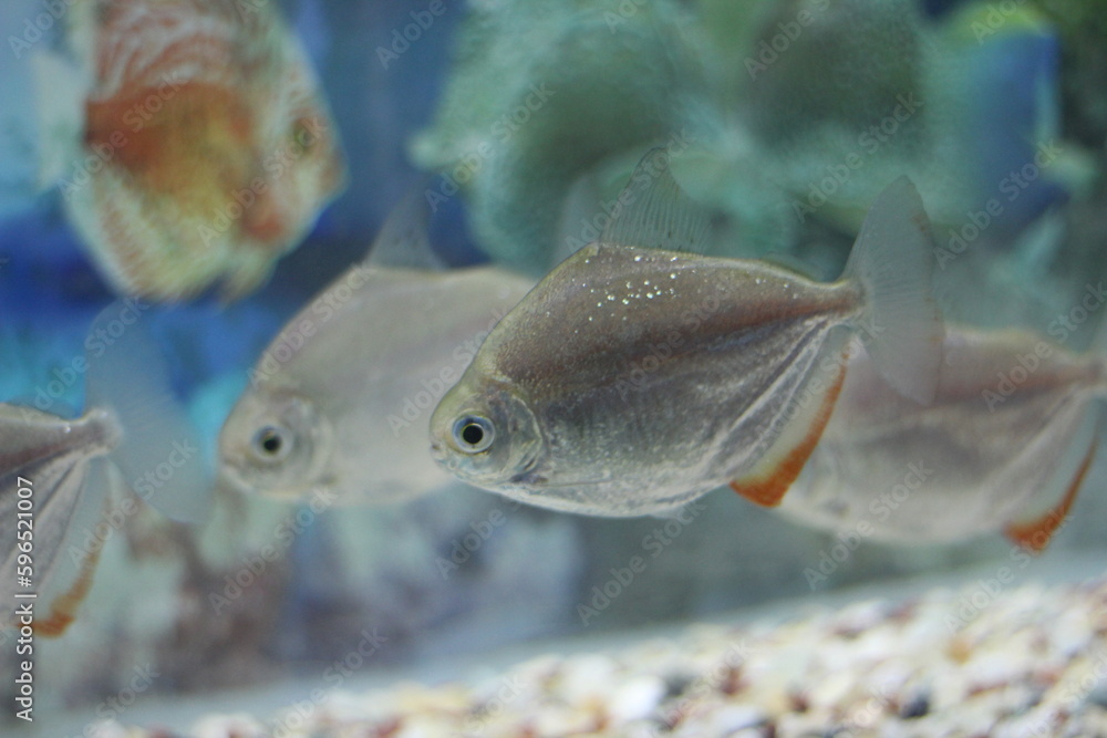 Silver dollar is a common name given to a number of species of fishes Silver dollar is a common name given to a number of species of fishes