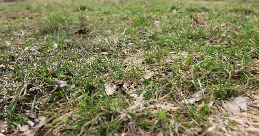 foliage that fell to the ground during leaf fall, old foliage that lay on the ground until spring foliage that fell to the ground during leaf fall, old foliage that lay on the ground until spring