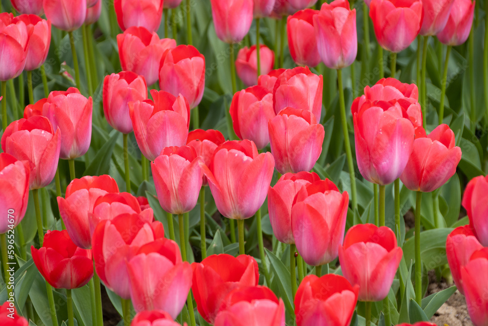 Beautiful red tulips in the field Beautiful red tulips in the field