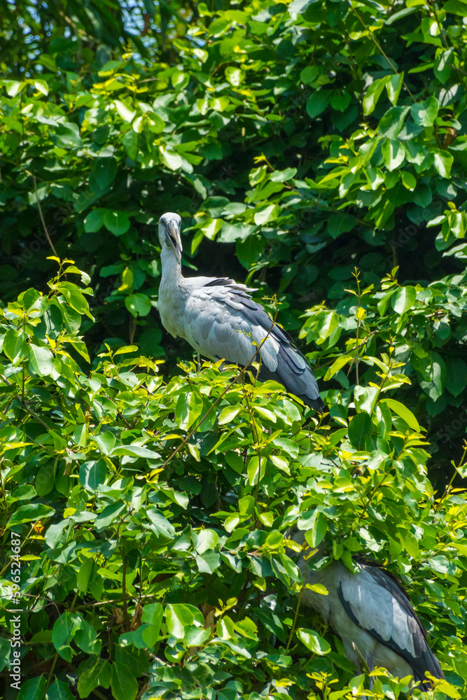 Ranganathittu Bird Sanctuary Ranganathittu Bird Sanctuary