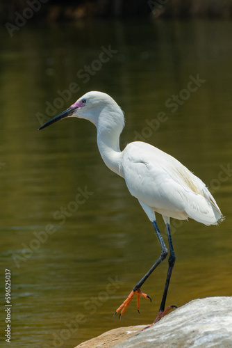 Wallpaper Mural Great egret Torontodigital.ca