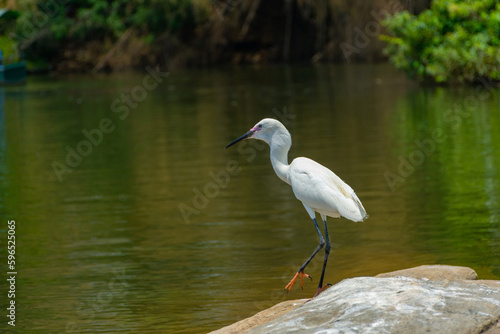 Great egret © Naushad