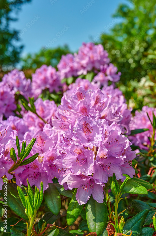 Rhododendron in my garden. A series of photos of rhododendron in garden. Rhododendron in my garden. A series of photos of rhododendron in garden.