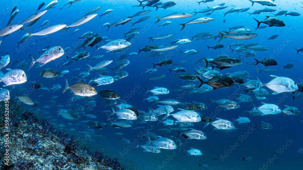 School of Jack fish or jackfish in the blue ocean. Group of Jacks swimming together in Andaman Sea. Marine life underwater world.