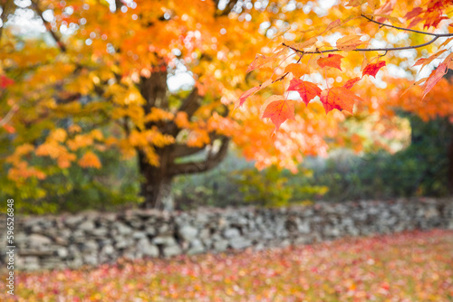 Maple Tree over stone rock wall in Autumn