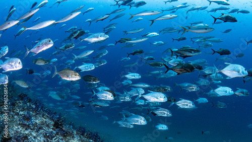 School of Jack fish or jackfish in the blue ocean. Group of Jacks swimming together in Andaman Sea. Marine life underwater world.