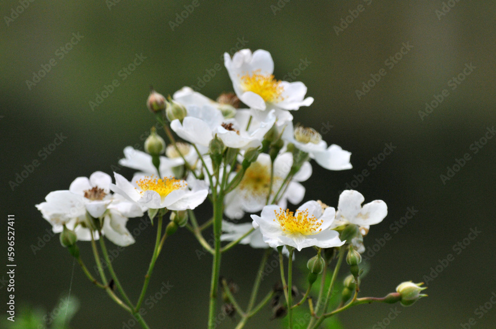 The flowers and plants in Changsha West Lake Park were photographed in West Lake Park, Yuelu District, Changsha City, Hunan Province, China. The flowers and plants in Changsha West Lake Park were photographed in West Lake Park, Yuelu District, Changsha City, Hunan Province, China.