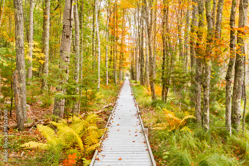 Foto Acadia Sieur de Monts Spring Board Walk Trail - Acadia National Park